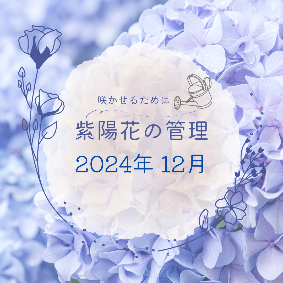 紫陽花の管理１２月の画像