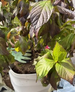 プラスチック鉢へ植え替えの画像