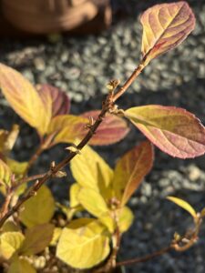 1月1日のブライダルシャワーの花芽の画像