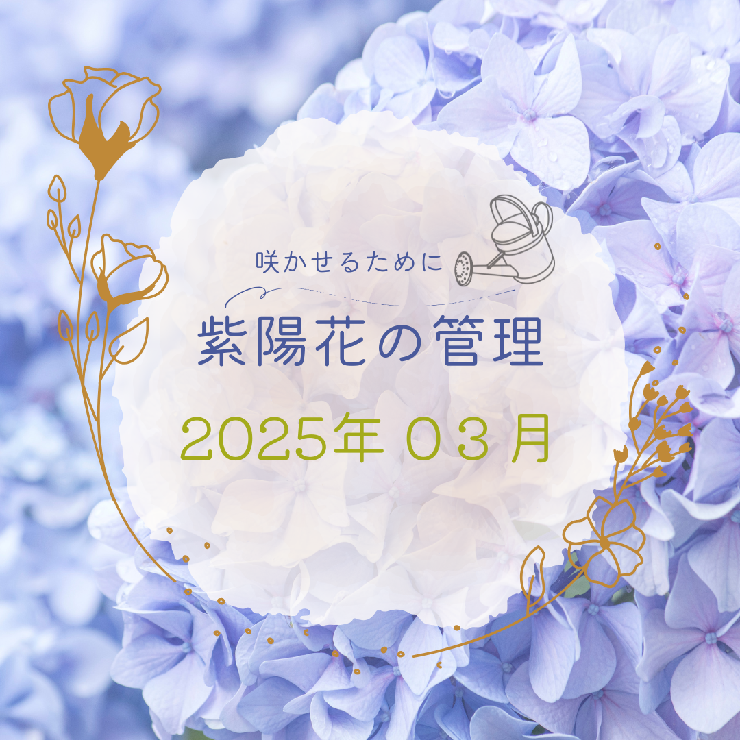 紫陽花の管理３月編のアイキャッチ