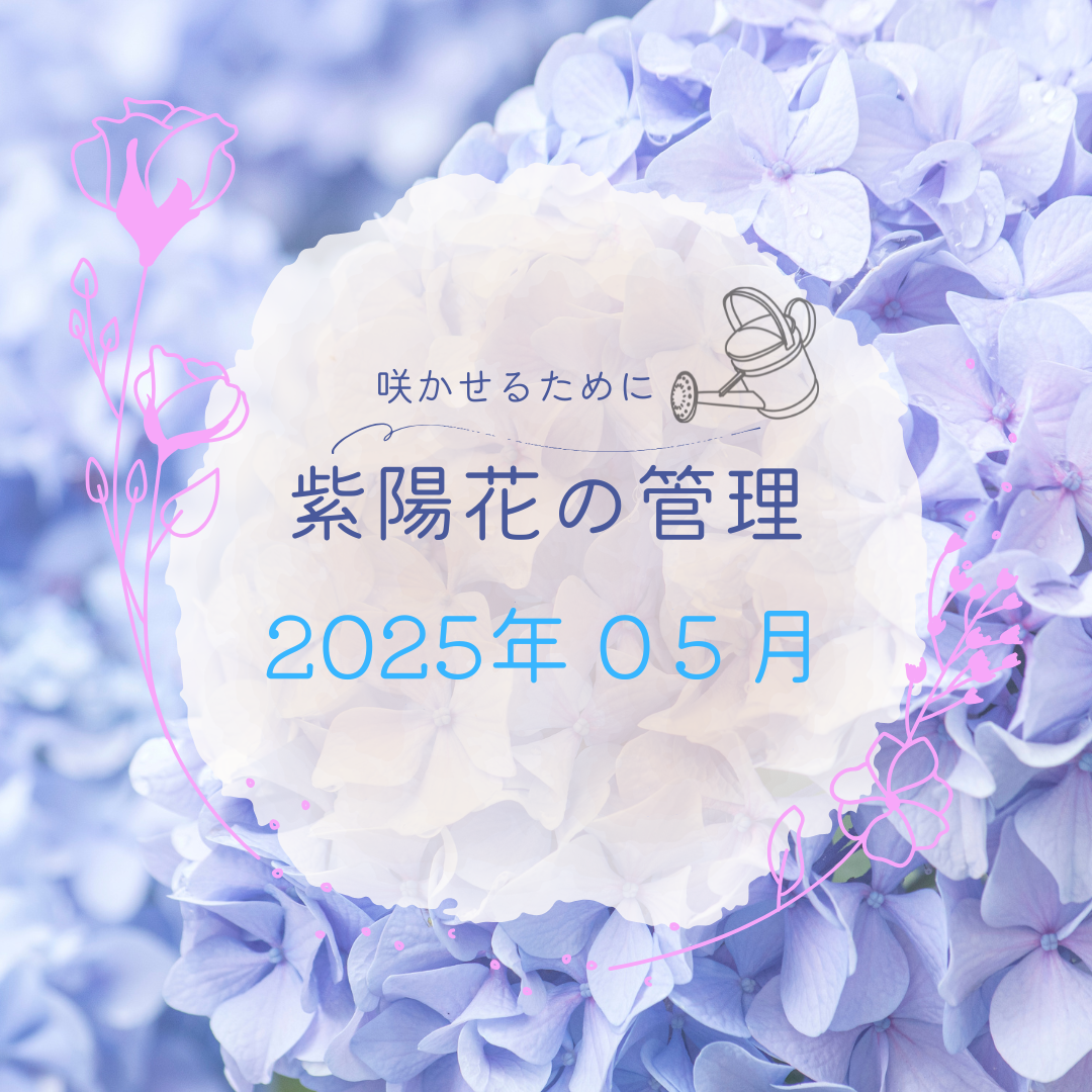 紫陽花を咲かせるための管理日誌５月のアイキャッチ