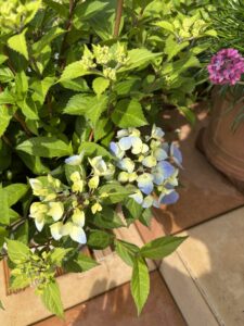 4月27日開花してきたクリスタルヴェール
