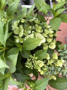 5月19日のシャンデリーニ・緑色の花
