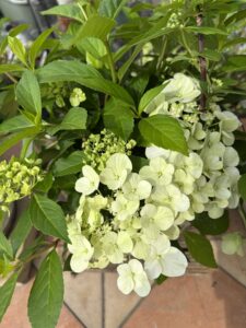 5月14日のシャンデリーニ・白い花