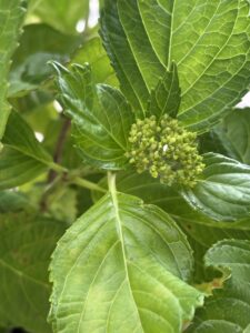 5月19日、新しく伸びた枝からも花芽がでてくれたテマリテマリ