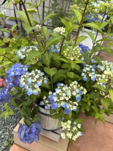 5月19日のクリスタルヴェール①の全体
