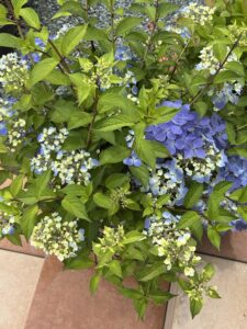 5月19日のクリスタルヴェール①