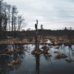 湿地のイメージ