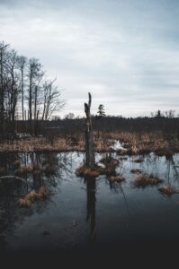 湿地のイメージ