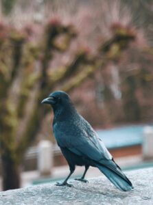 カラスのイメージ