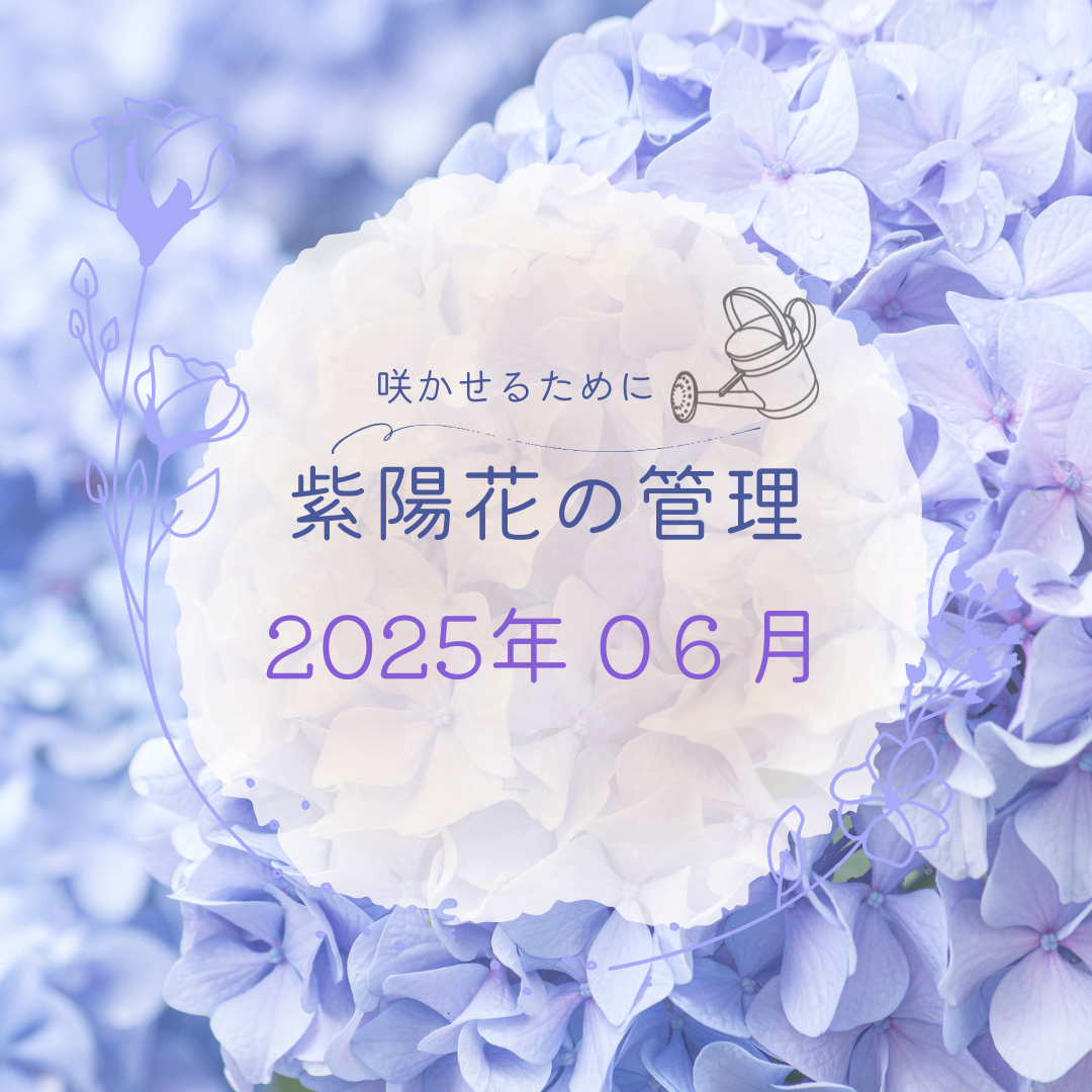 紫陽花を咲かせるための管理日誌６月のアイキャッチ