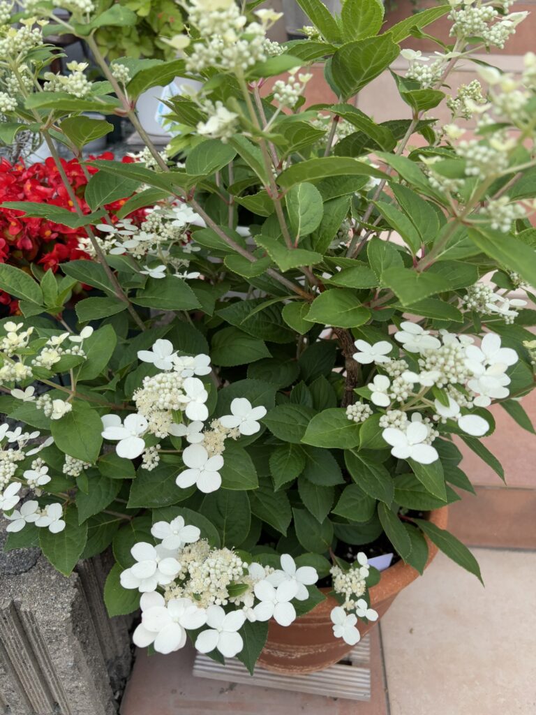 5月26日のポールスター