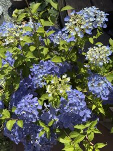 5月28日のクリスタルヴェール