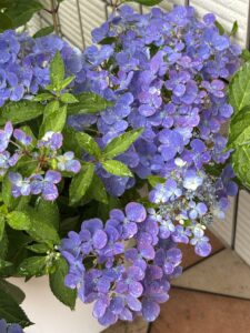6月3日クリスタルヴェール2