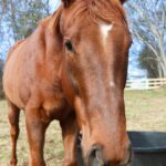 サラブレッドのイメージ