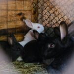 黒いうさぎのイメージ画像