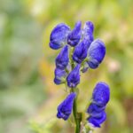 トリカブトの花のイメージ