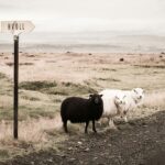 黒い羊のイメージ画像