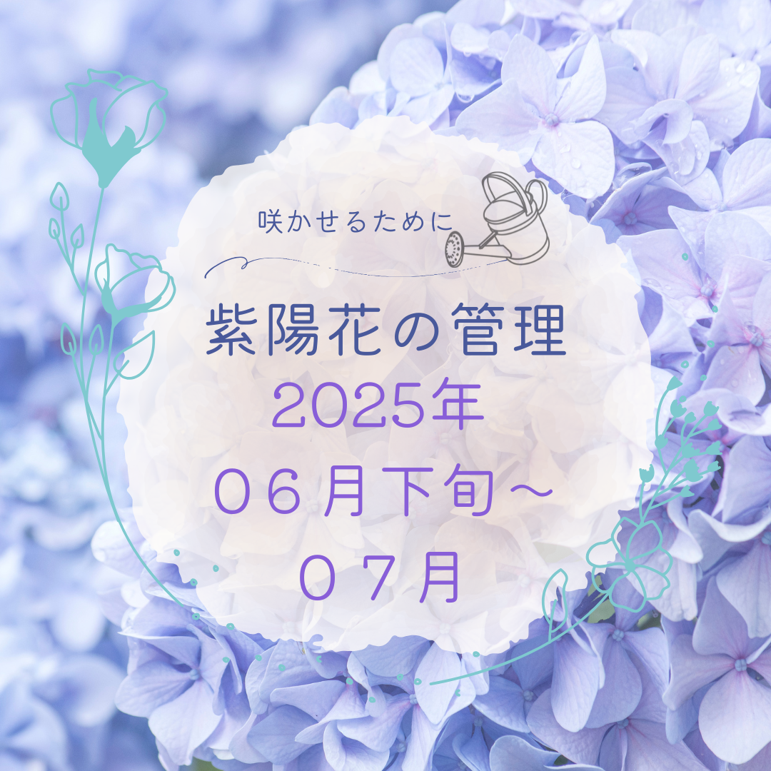 紫陽花の管理６月下旬〜７月のアイキャッチ
