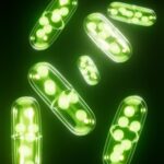 緑のカプセルのイメージ画像