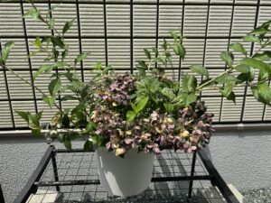 7月6日日のクリスタルヴェールの剪定前①