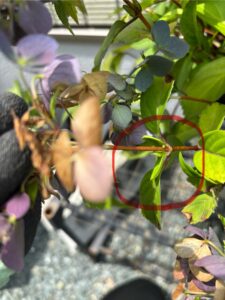 新芽が出てきてる様子