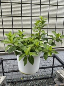 7月6日ブライダルシャワー・花を落としただけ