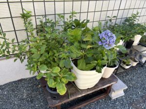 日陰になる場所に移動した画像