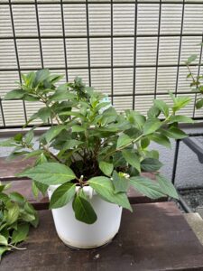 7月12日のシャンデリーニの剪定後
