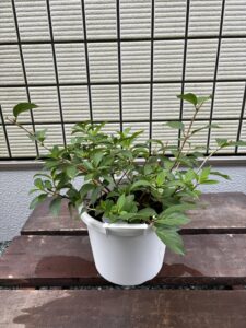7月12日のクリスタルヴェール2年株の剪定後