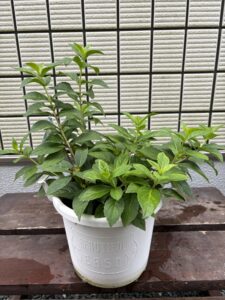 7月12日のブライダルシャワーの剪定後