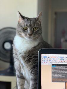 猫とパソコンの画像