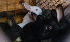 黒いうさぎのイメージ画像