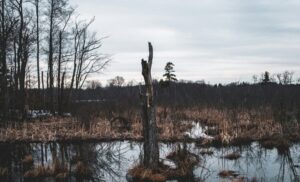 湿地のイメージ