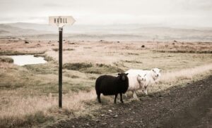 黒い羊のイメージ画像