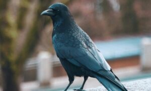 カラスのイメージ画像