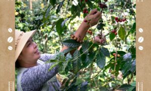 コーヒー農園のイメージ画像
