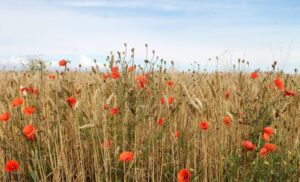 我が道を行くイメージ画像