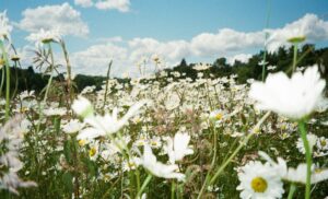 田舎のイメージ