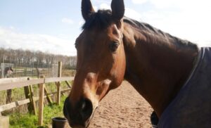 サラブレッドのイメージ