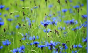 矢車草のイメージ
