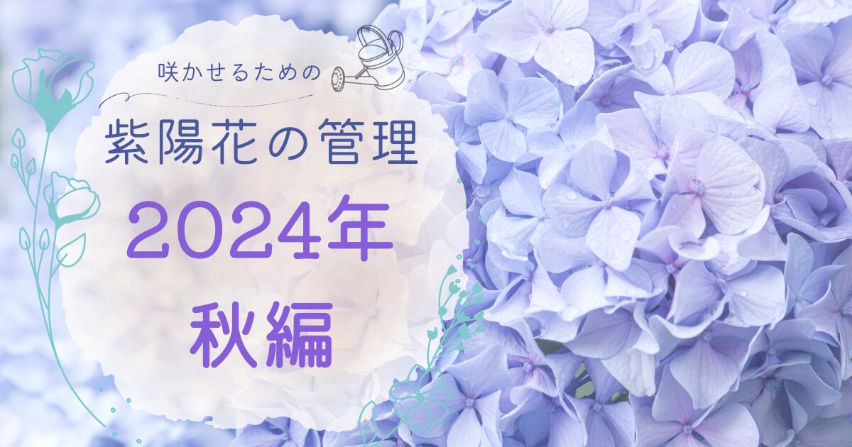 紫陽花の管理2024・秋のアイキャッチ