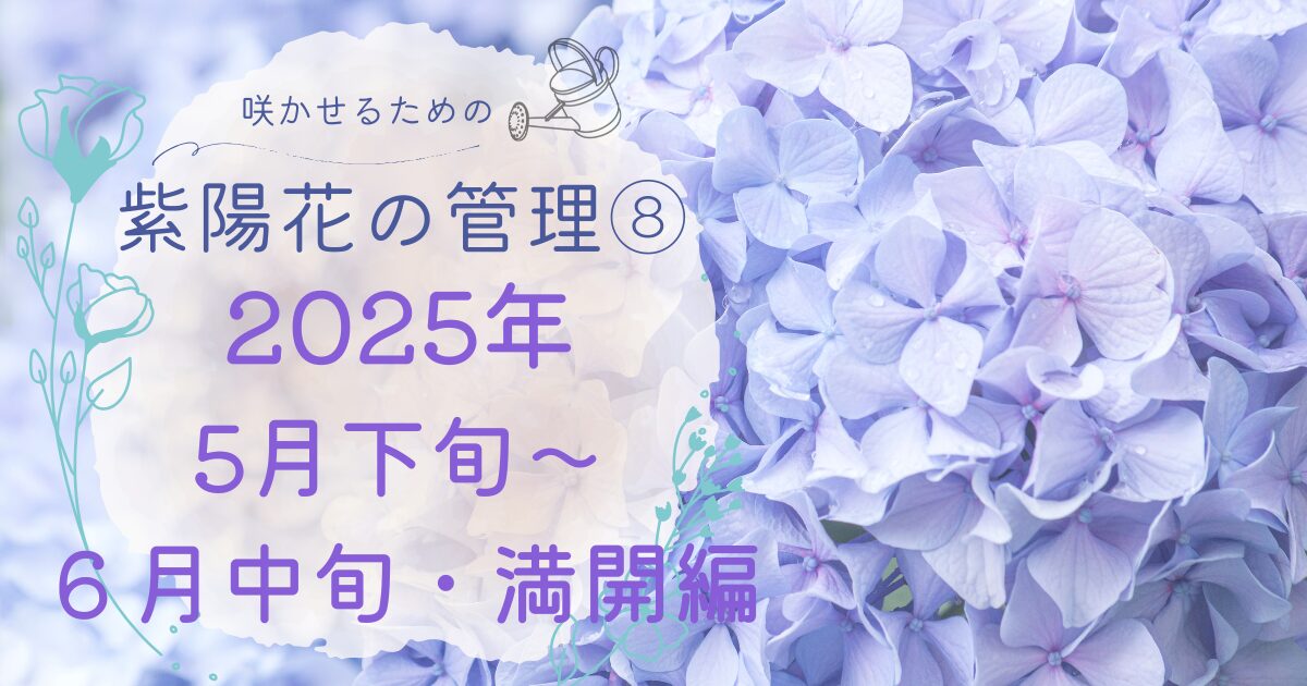 紫陽花を咲かせるための管理日誌２０２５年５月下旬〜６月のアイキャッチ