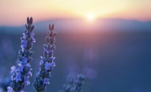 プロヴァンスのラベンダー畑の画像