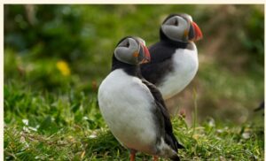 ニシツノメドリの画像