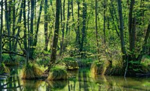 沼のイメージ画像
