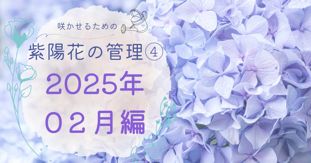 紫陽花を咲かせるための管理２０２５年２月のアイキャッチ画像