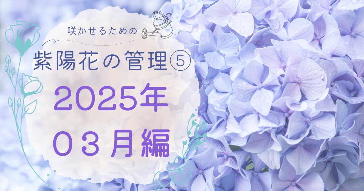 紫陽花の管理２０２５年３月編のアイキャッチ
