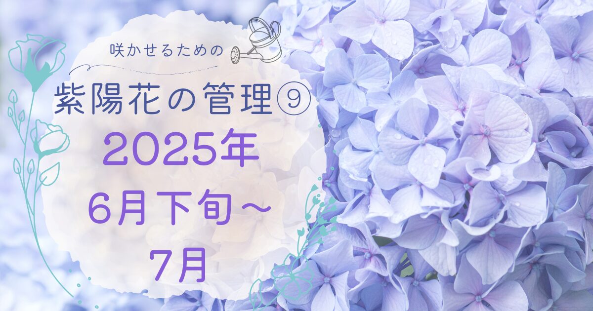 紫陽花の管理２０２５年６月下旬〜７月のアイキャッチ