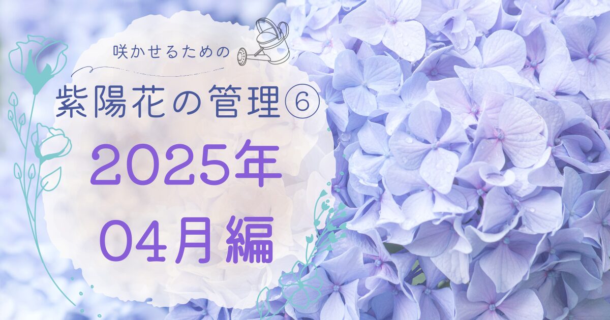 紫陽花の管理２０２５年４月のアイキャッチ画像
